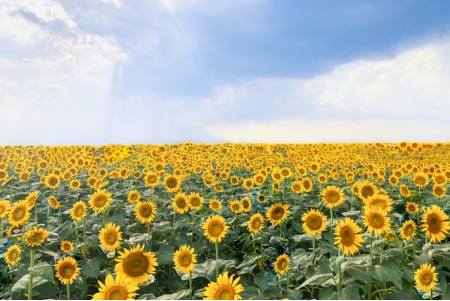 映画ドラえもん『ひまわりの約束』で楽しむはじめてのコード演奏